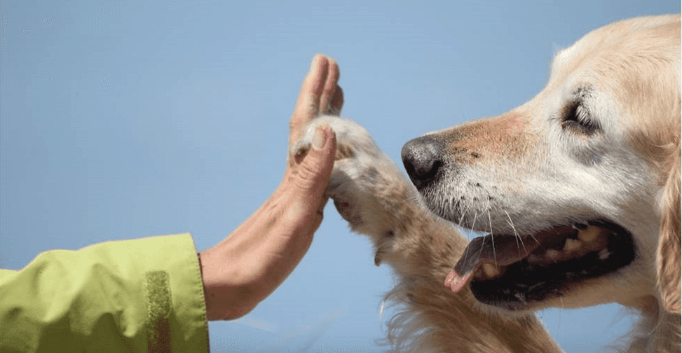 犬の笑顔があふれる会の画像