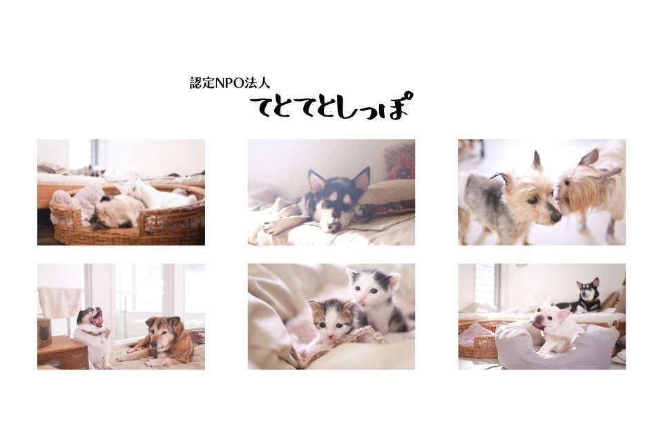 認定NPO法人てとてとしっぽの画像