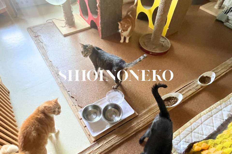 塩井乃猫　松本の画像