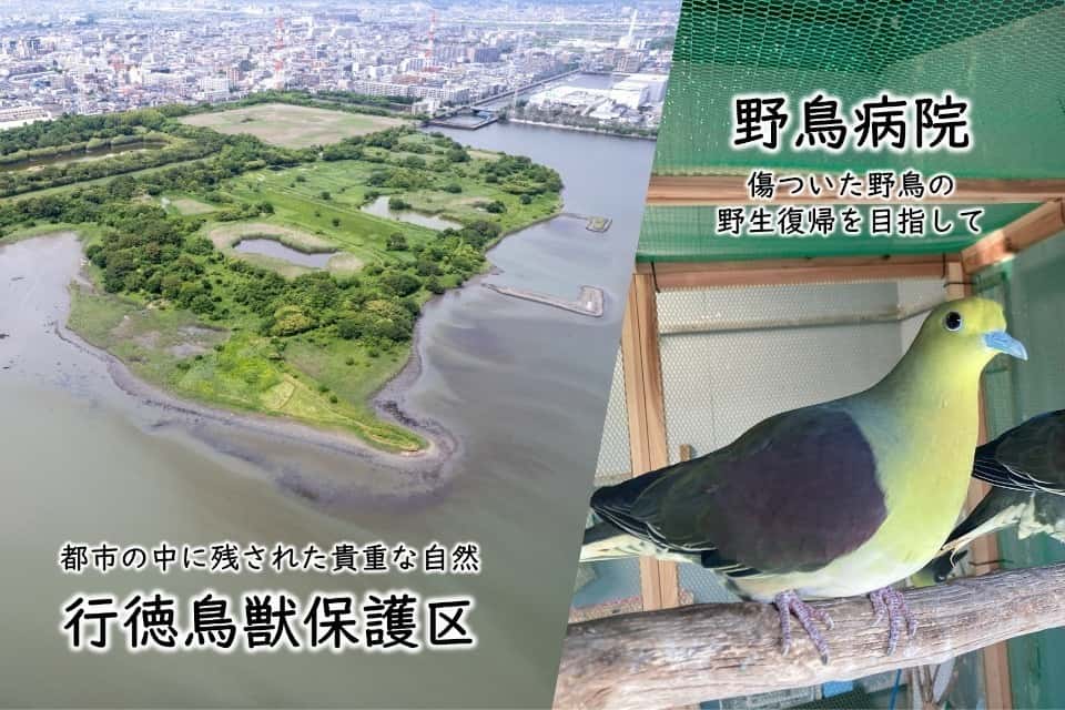NPO行徳自然ほごくらぶの画像