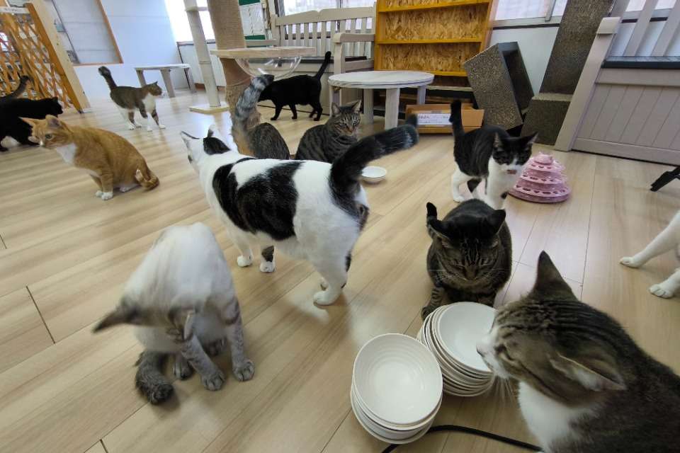 保護猫カフェ`Ｏｈａｎａの画像