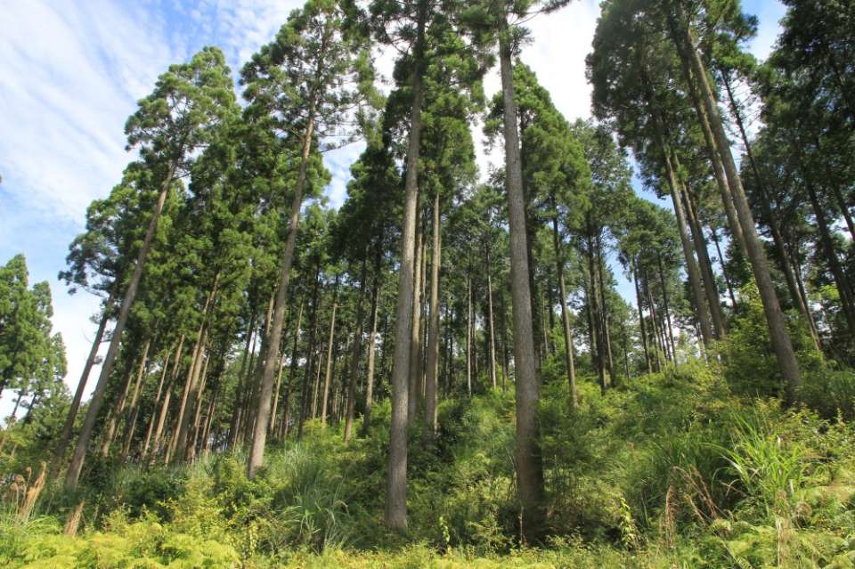 ＪＴの森ゆのまえ（熊本県湯前町）の画像