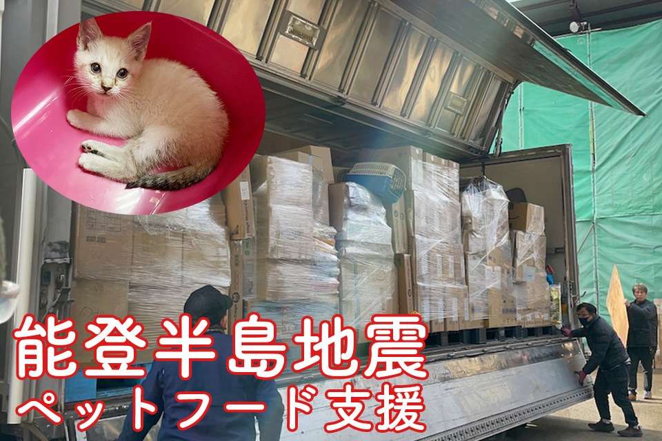 東京キャットガーディアンの画像