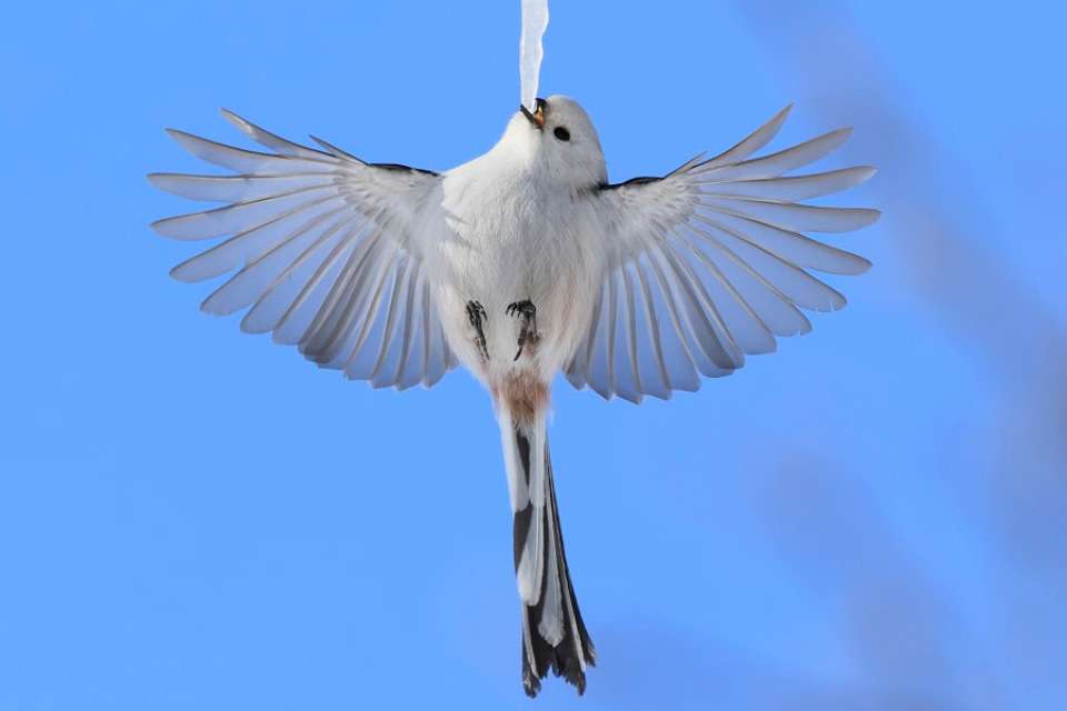 北海道新聞野生生物基金の画像