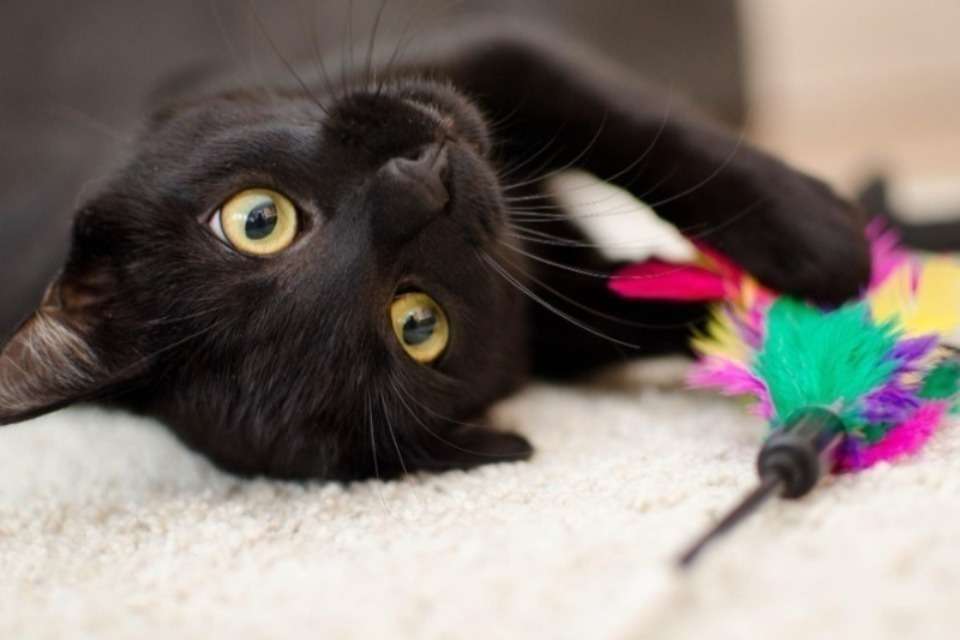黒猫すずの家 Image