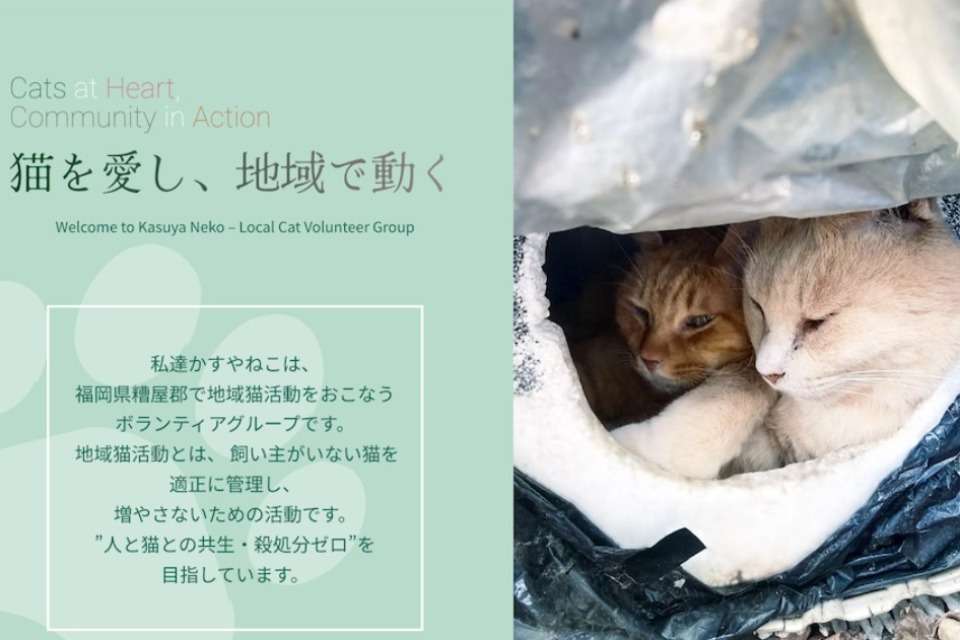 かすやねこの画像