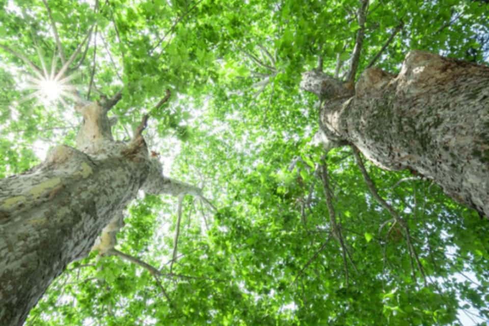 いのちのポラリスの画像