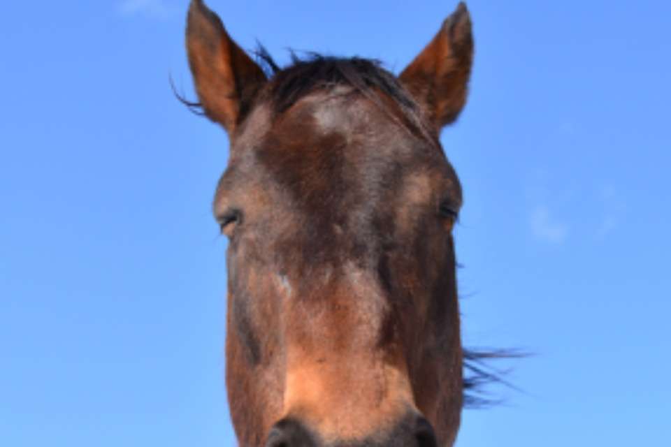 引退馬協会の画像