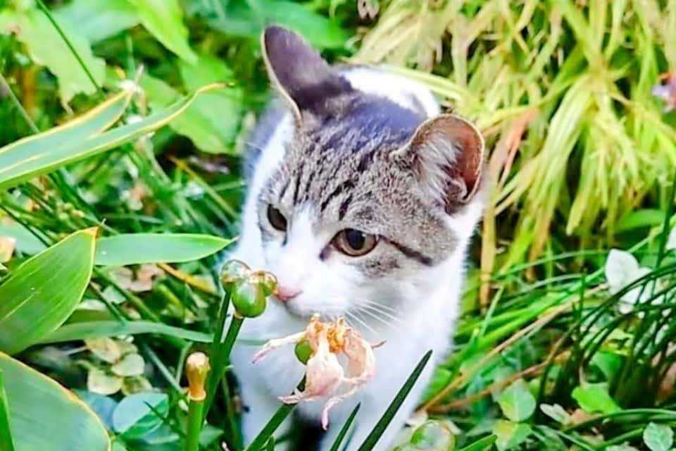 えびニャン地域猫サポーターの画像
