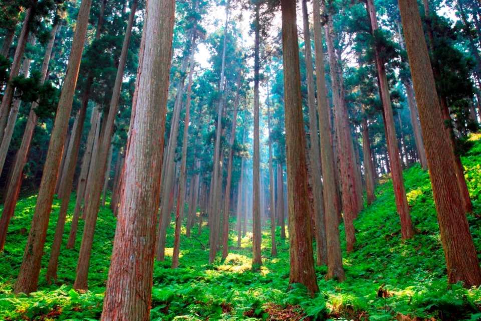 more treesの画像