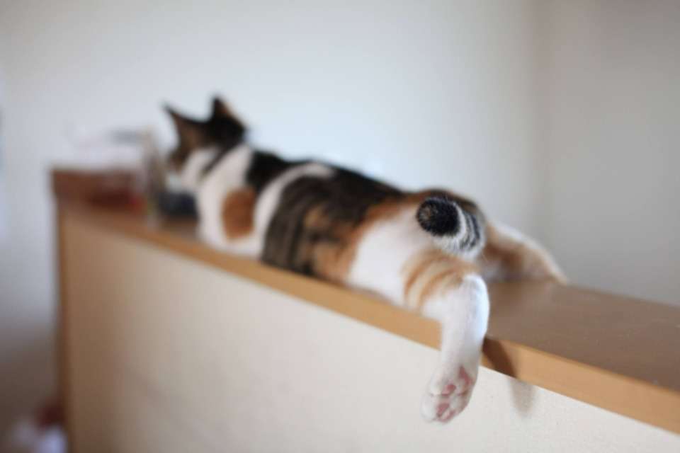養護保護ねこルームえびすの画像