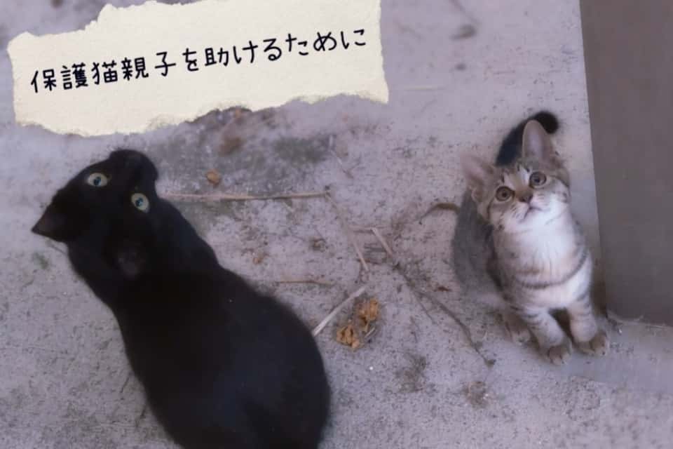 会津猫・母と子を守る会の画像