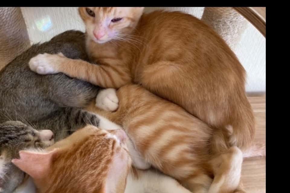 特定非営利活動法人にゃんこ亭の画像