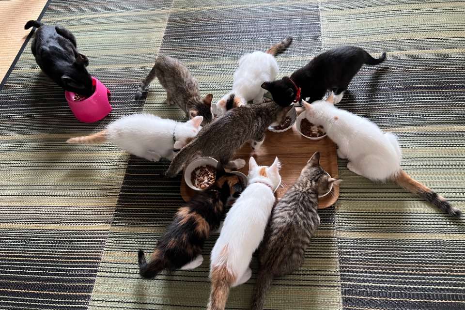 かりや猫の画像