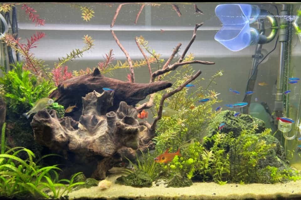 Silent Forest Aquariumの画像