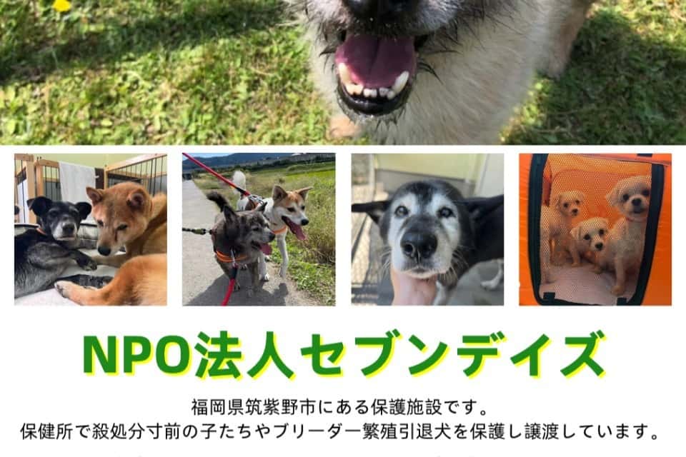 セブンデイズの画像