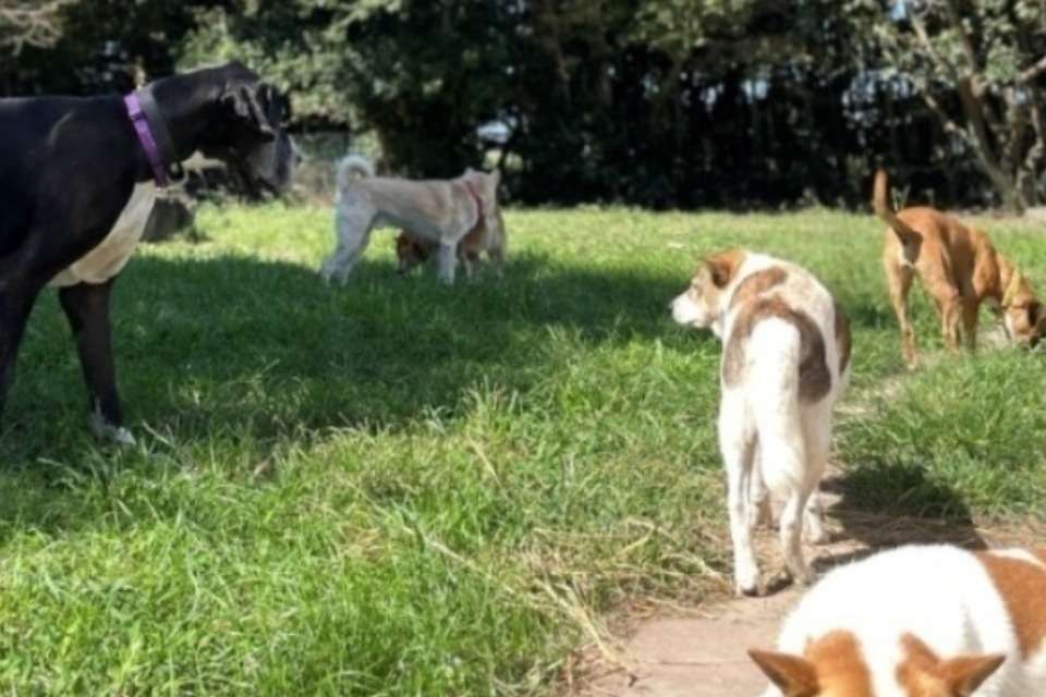 わんずふりー Image