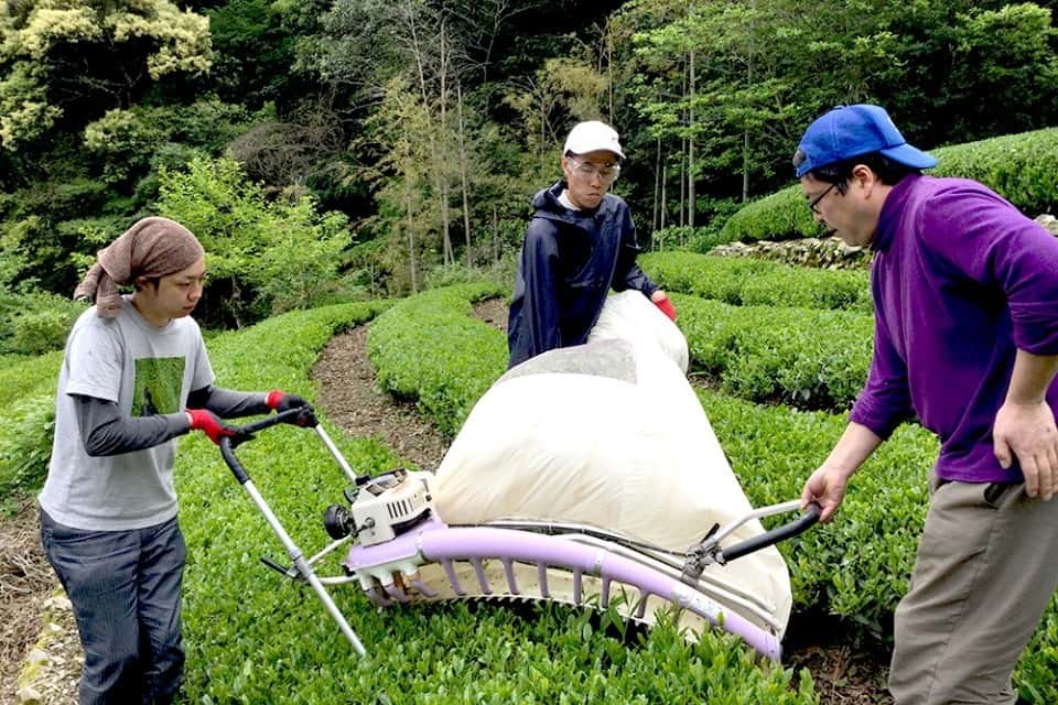 いなかパイプの画像