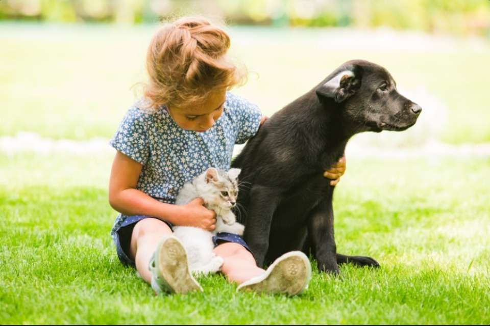 一般社団法人岐阜県動物愛護ネットワーク会議の画像