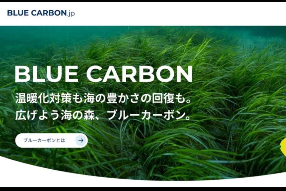 ブルーカーボン・ネットワークの画像