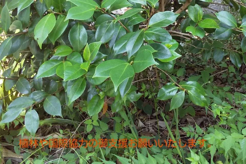 渡邉植林国際協力会の画像