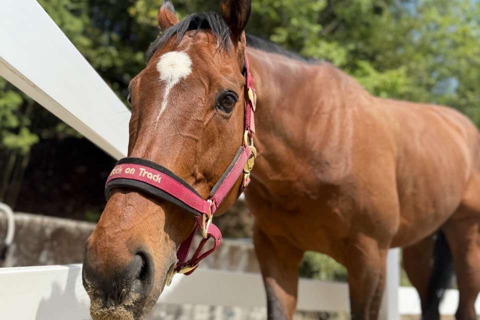一般社団法人栗東引退競走馬支援協会の画像