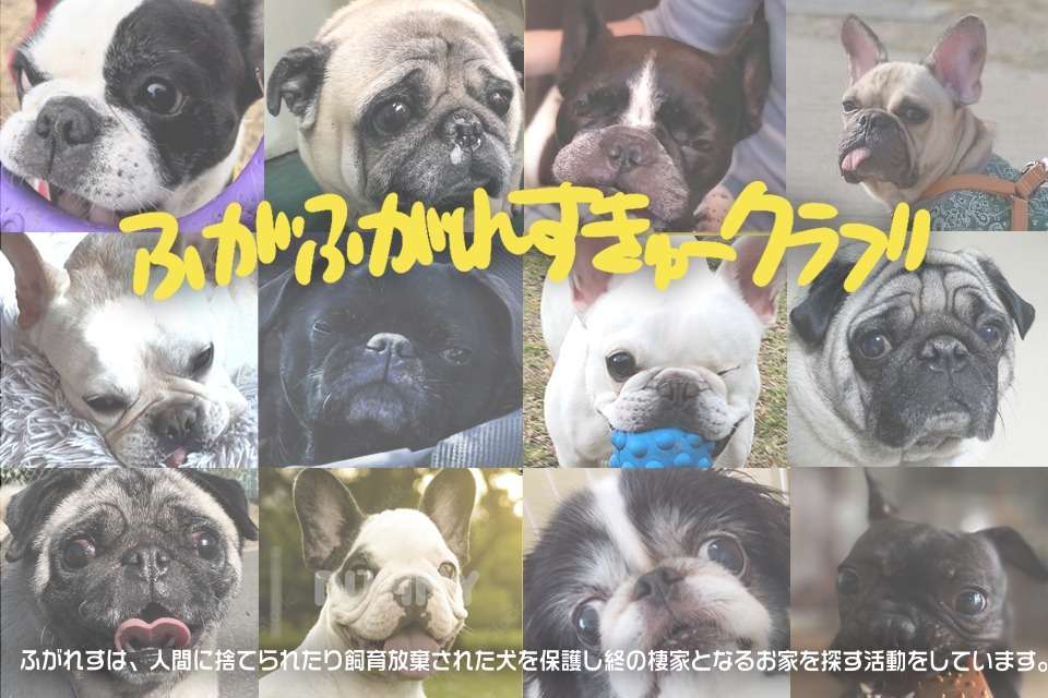 ふがふがれすきゅークラブ Image