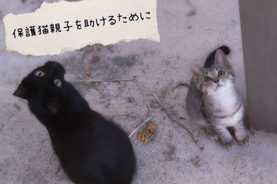会津猫・母と子を守る会の画像