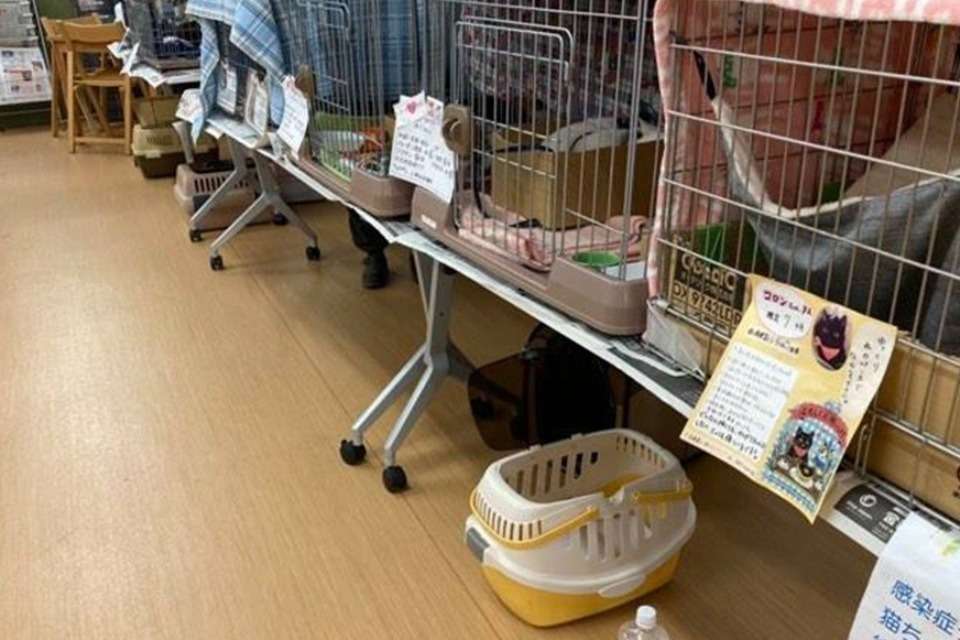 さくら猫やまぐちの画像