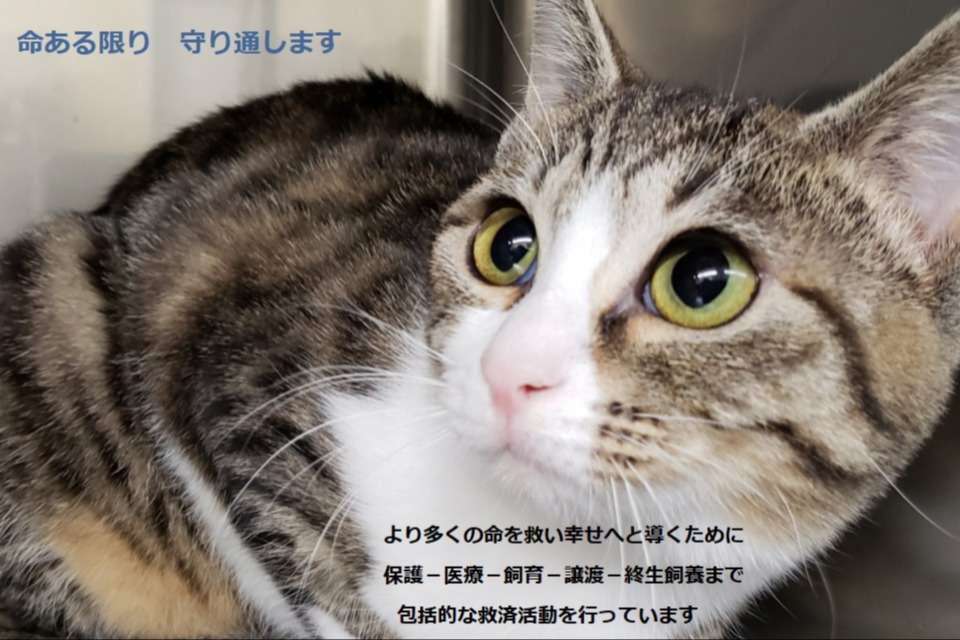 犬猫救済の輪の画像