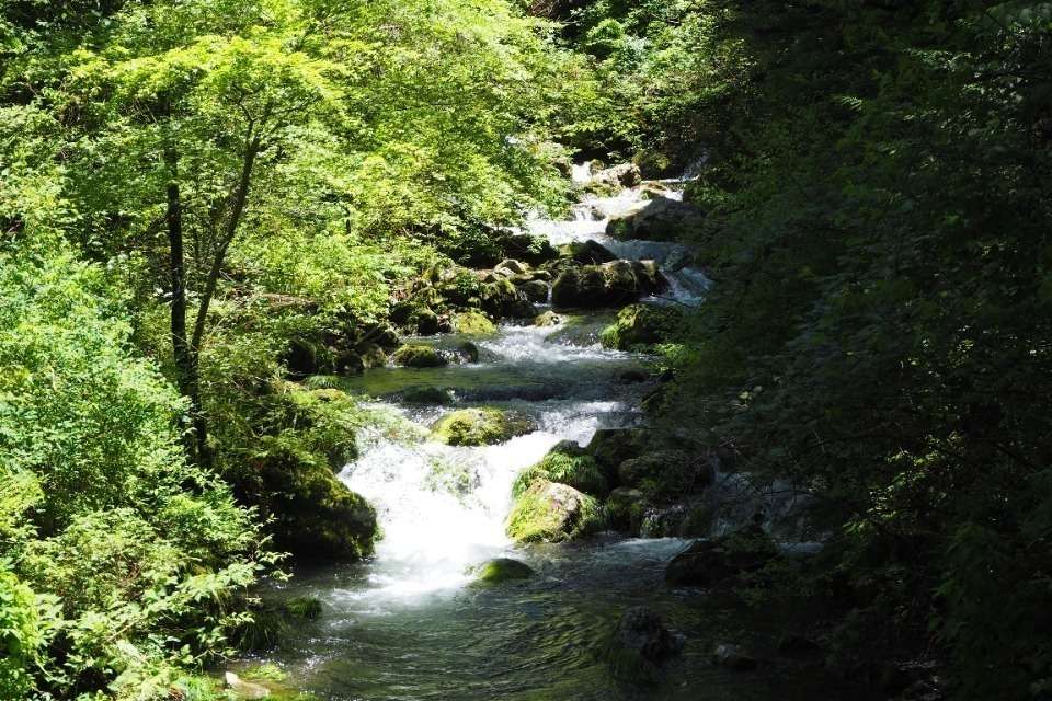 Trees for SAKAMOTO（日本の森）の画像