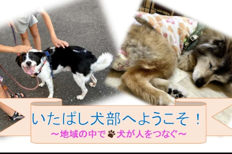 いたばし犬部の画像