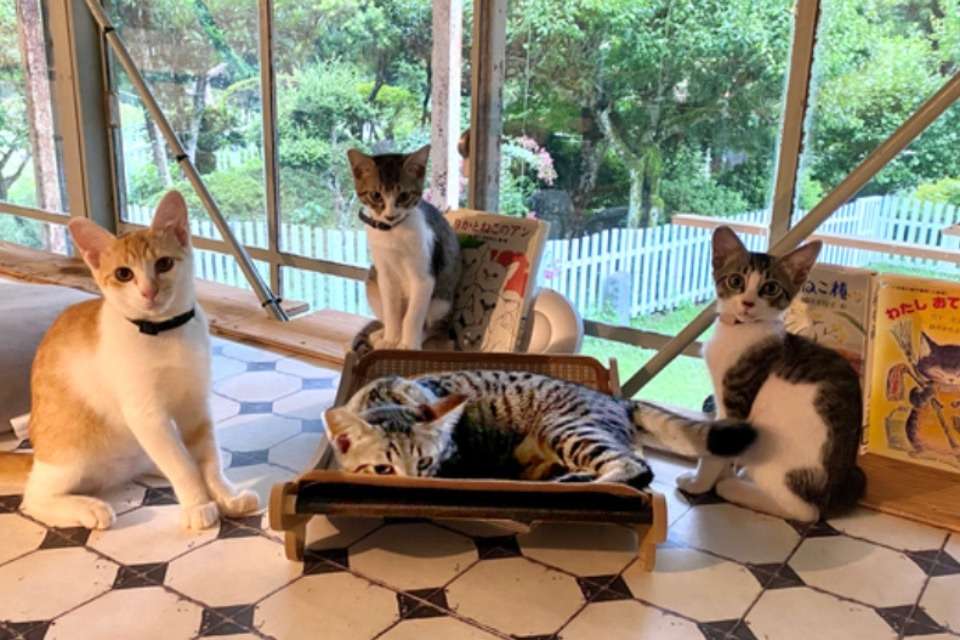 まち猫フルネスの画像