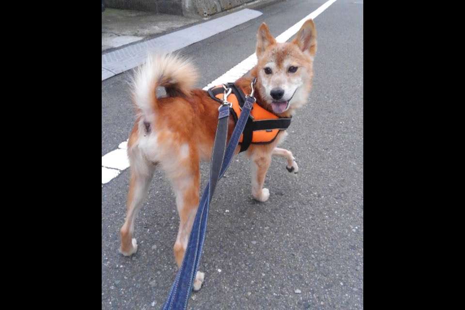 NPO法人日本動物生命尊重の会の画像