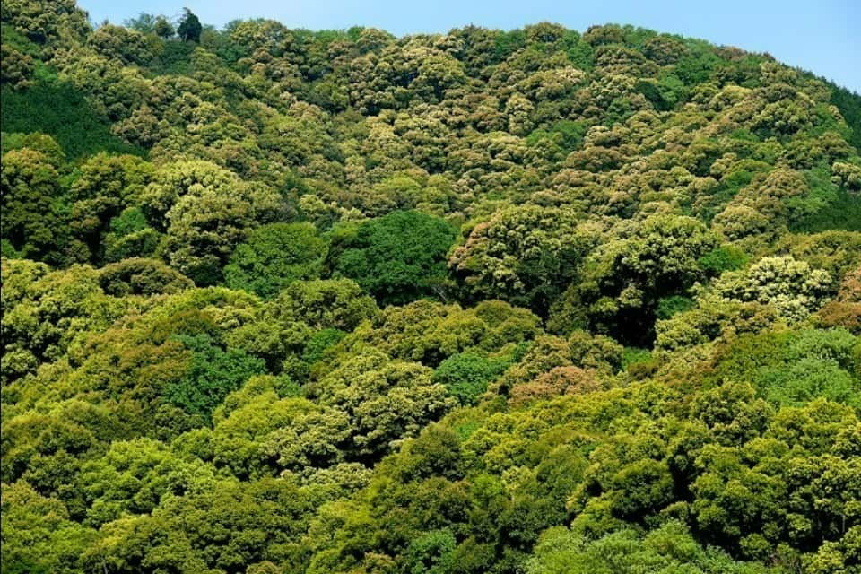 熊野の森ネットワークいちいがしの会　NPO Ichiigashi Association,Kumano Forest Networkの画像