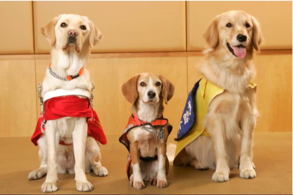 日本補助犬情報センターの画像