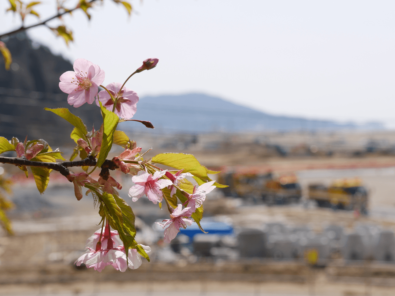 桜ライン311の画像