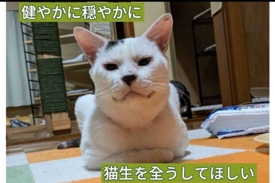にゃんずの家の画像