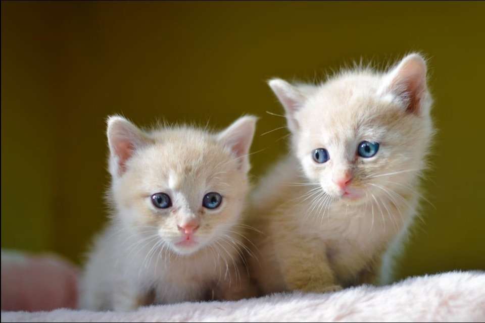 チルミルのおうち【岐阜県羽島市保護猫ボランティアグループ】の画像