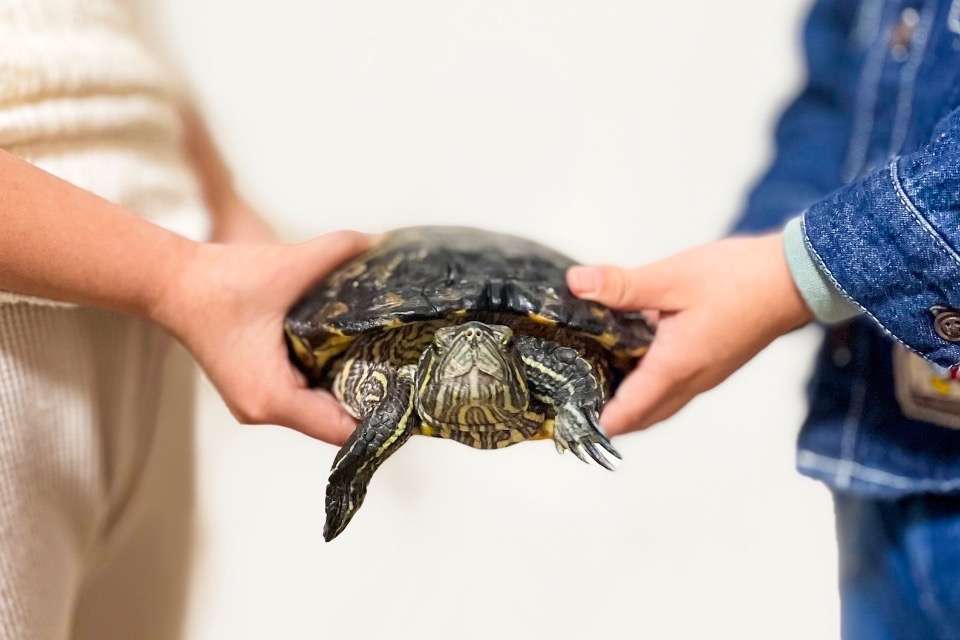 一般社団法人  TURTLE RESCUE JAPANの画像