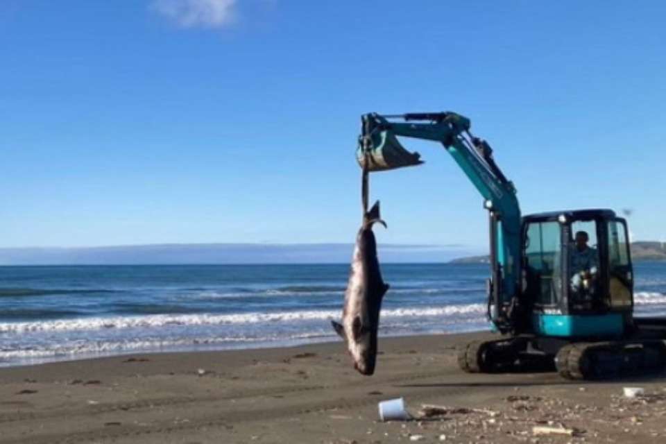 ストランディングネットワーク北海道 Stranding Network Hokkaido SNHの画像