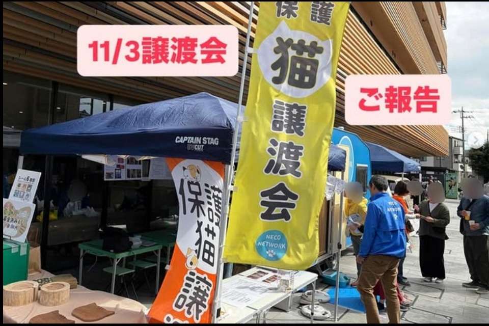 NPO法人ねこネットワークの画像