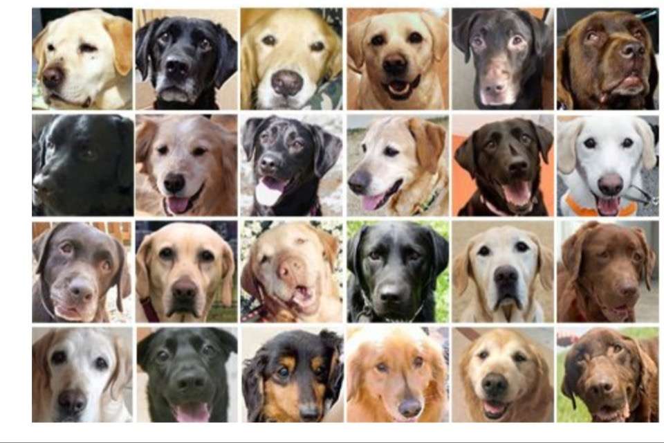 レトリーバーレスキュー　ハッピーラブズ/HappyLabsの画像