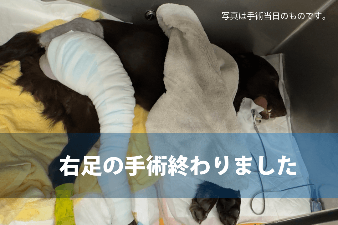 【第4回活動報告】リオの右足手術、無事に終わりました🎉のメインビジュアル