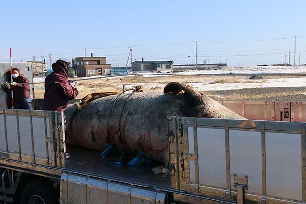 このクジラなんでしょうのメインビジュアル