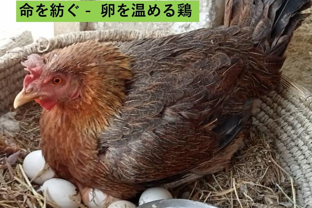 命を紡ぐ - 待望の卵が産まれましたのメインビジュアル