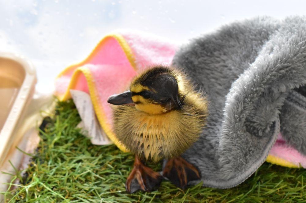 【保護情報】ネコに襲われていたカルガモのヒナのメインビジュアル