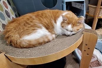 ★NeKoSanDoさん主催島忠ホームズ保護猫譲渡会ありがとうございました。★夜は、シェルター改装の打ち合わせのメインビジュアル