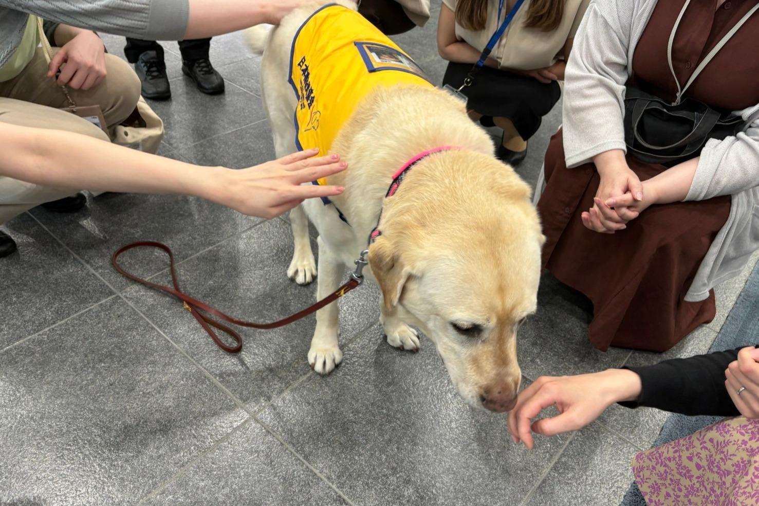 大塚商会特別社員介助犬ルークが、聴導犬訓練犬のジェリーと出勤しました。のメインビジュアル