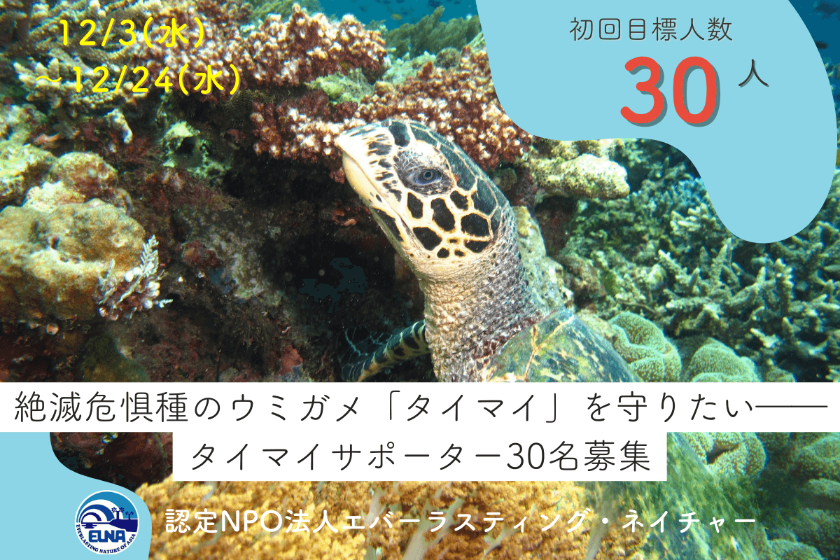 新たにタイマイサポーター30名募集キャンペーンを開始しました！のメインビジュアル